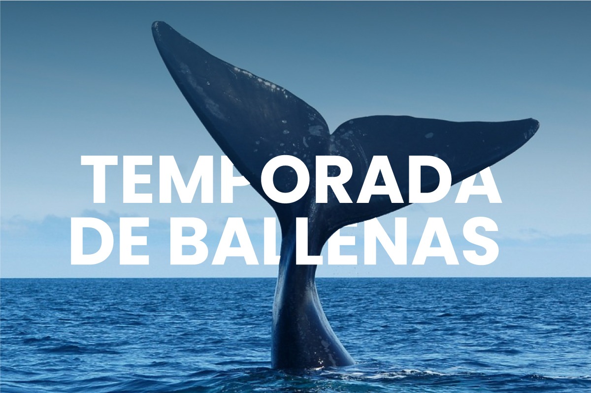 ¡Temporada de Ballenas! - Las Grutas